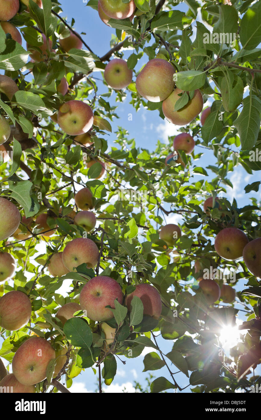 Apple nel frutteto in autunno Foto Stock