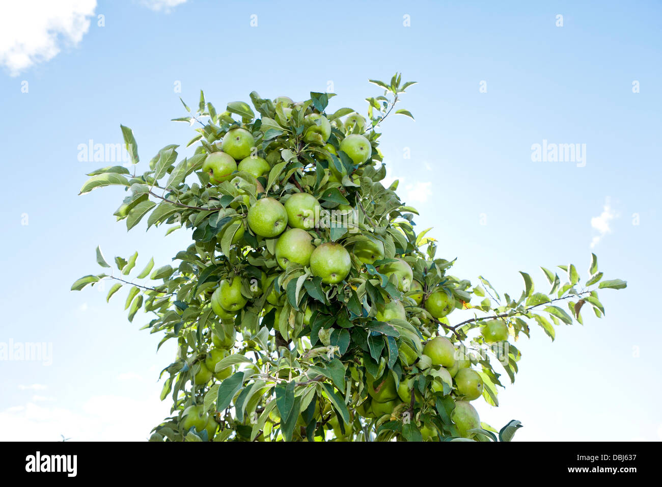 Apple nel frutteto in autunno Foto Stock