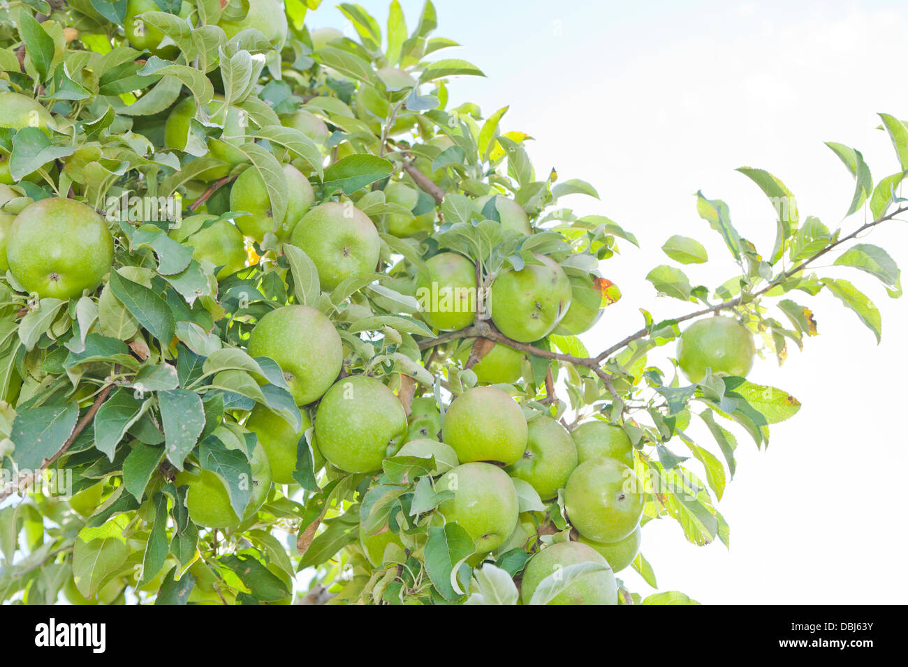 Apple nel frutteto in autunno Foto Stock