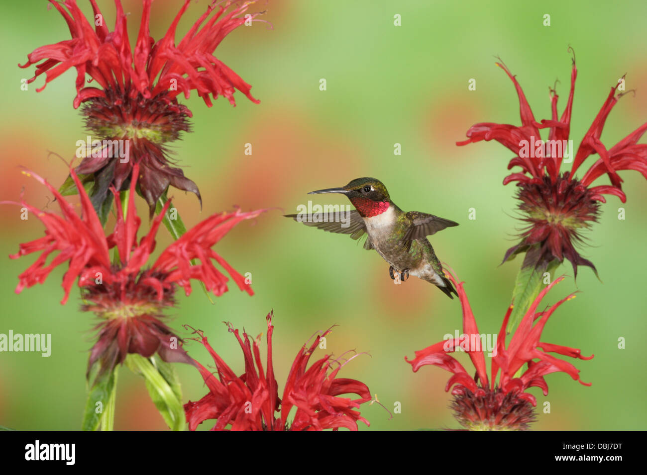 Maschio Ruby Throated Hummingbird hovering cercando nettare da Bee Balm Blossoms Fiori Blooms Foto Stock