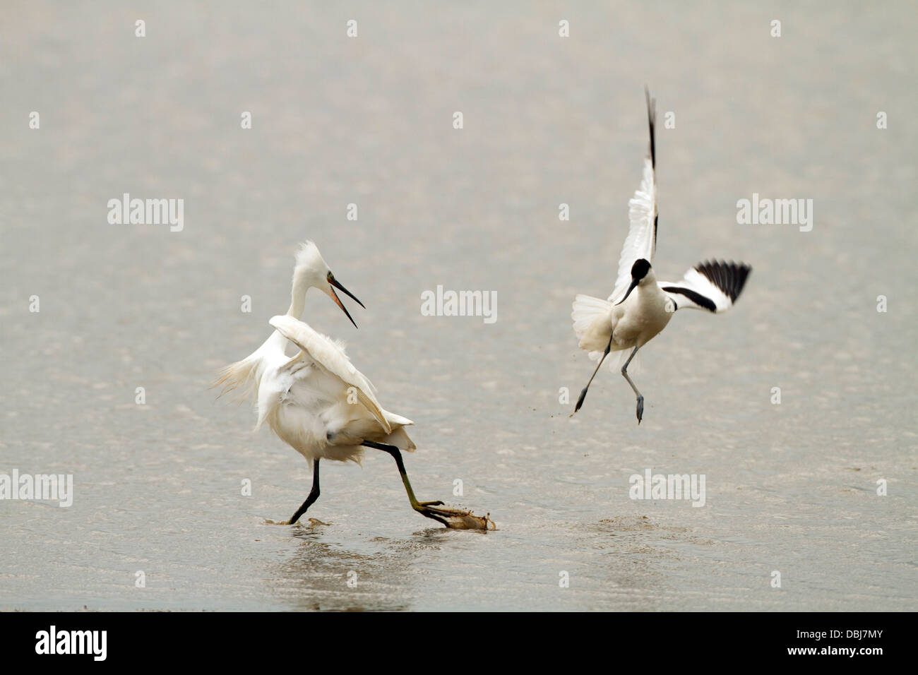 Avocet attacchi garzetta . Francese: Avocette élégante tedesco: Säbelschnäbler spagnolo: Avoceta común. (Recurvirostra avosetta) Foto Stock