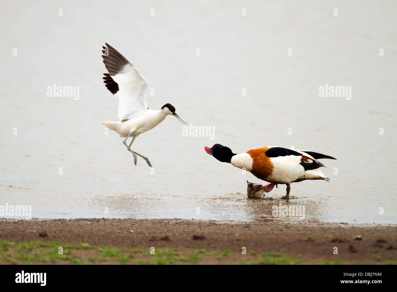 Avocet attacchi shelduck. Francese: Avocette élégante tedesco: Säbelschnäbler spagnolo: Avoceta común. (Recurvirostra avosetta) Foto Stock