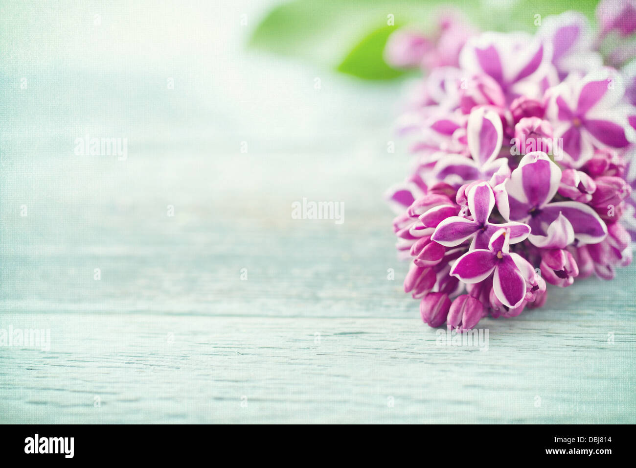 Ramo di lilla viola fiori di primavera su vintage in legno di colore blu di sfondo testurizzata Foto Stock