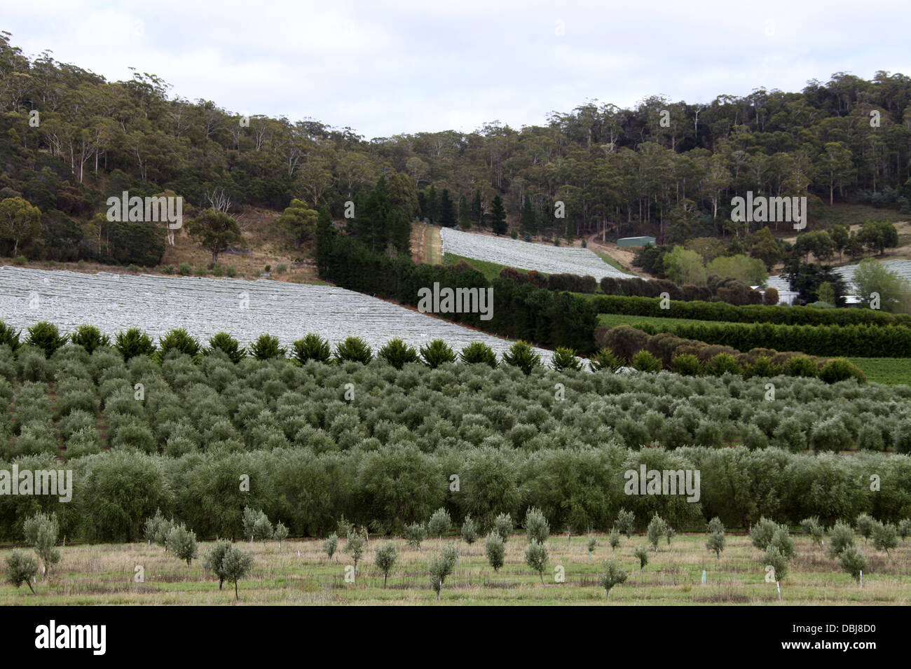 Tasmanian Frutticoltura Foto Stock