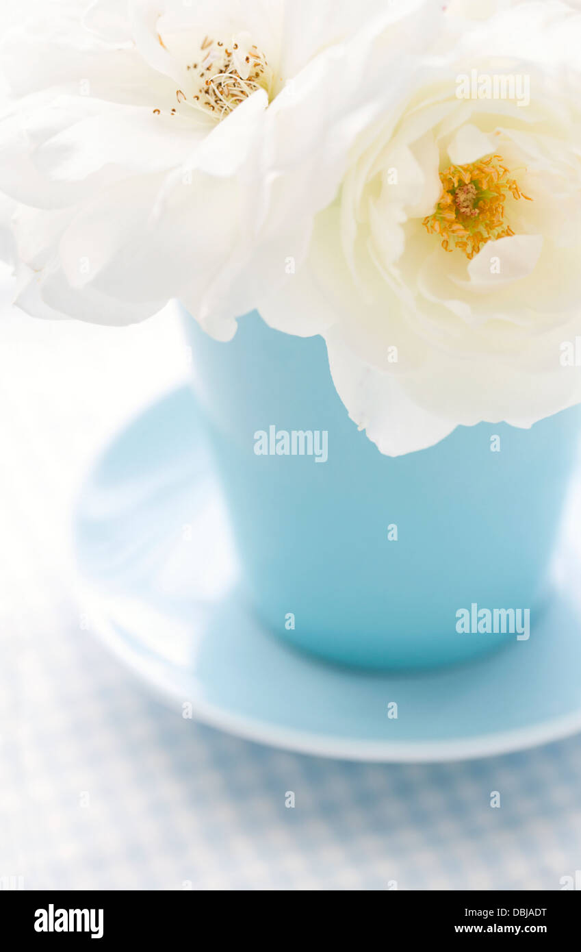 La rosa bianca in una luce vaso blu su shabby chic sfondo vintage Foto Stock