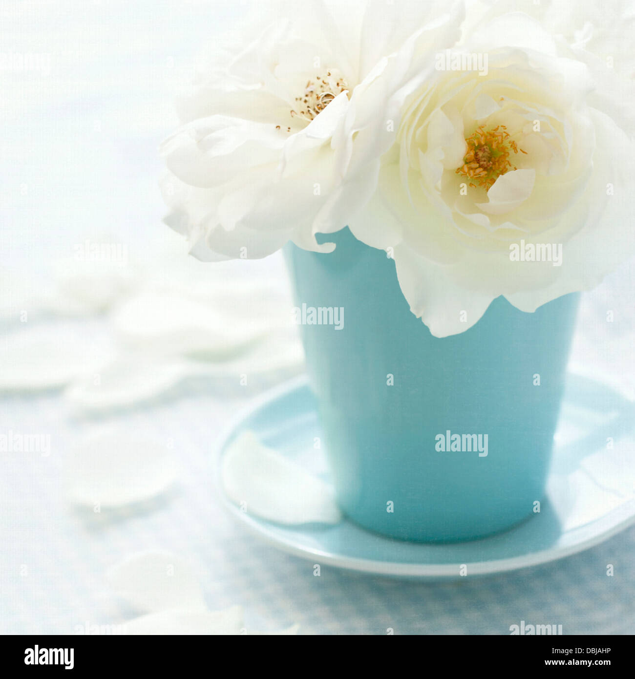La rosa bianca in una luce vaso blu su shabby chic sfondo vintage Foto Stock
