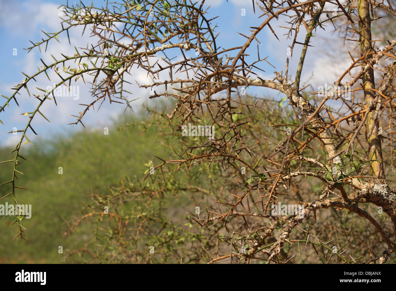 Thorn bush. Kenya, Africa. Foto Stock