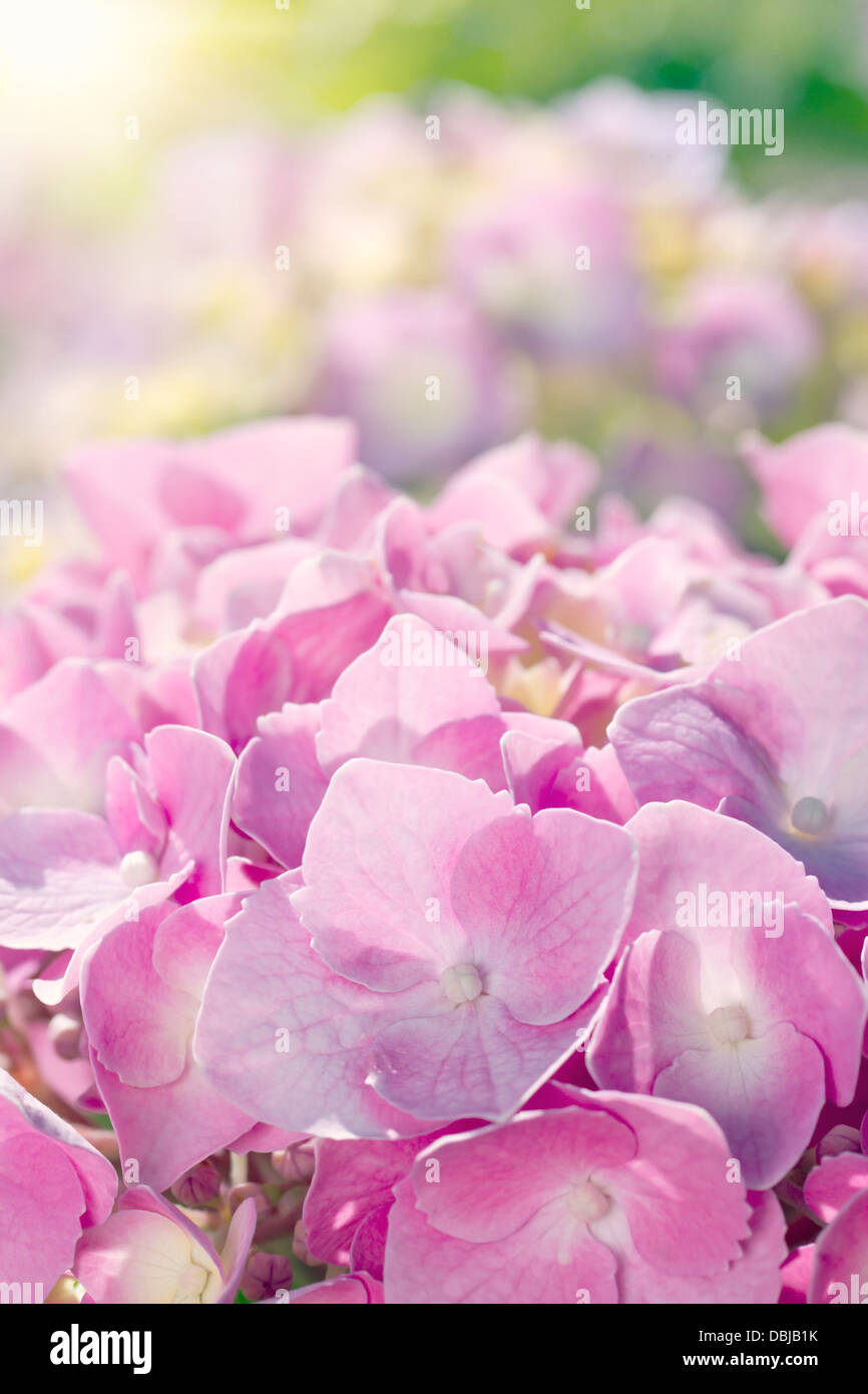 Primo piano di rosa fiori di ortensie con luce solare estiva Foto Stock
