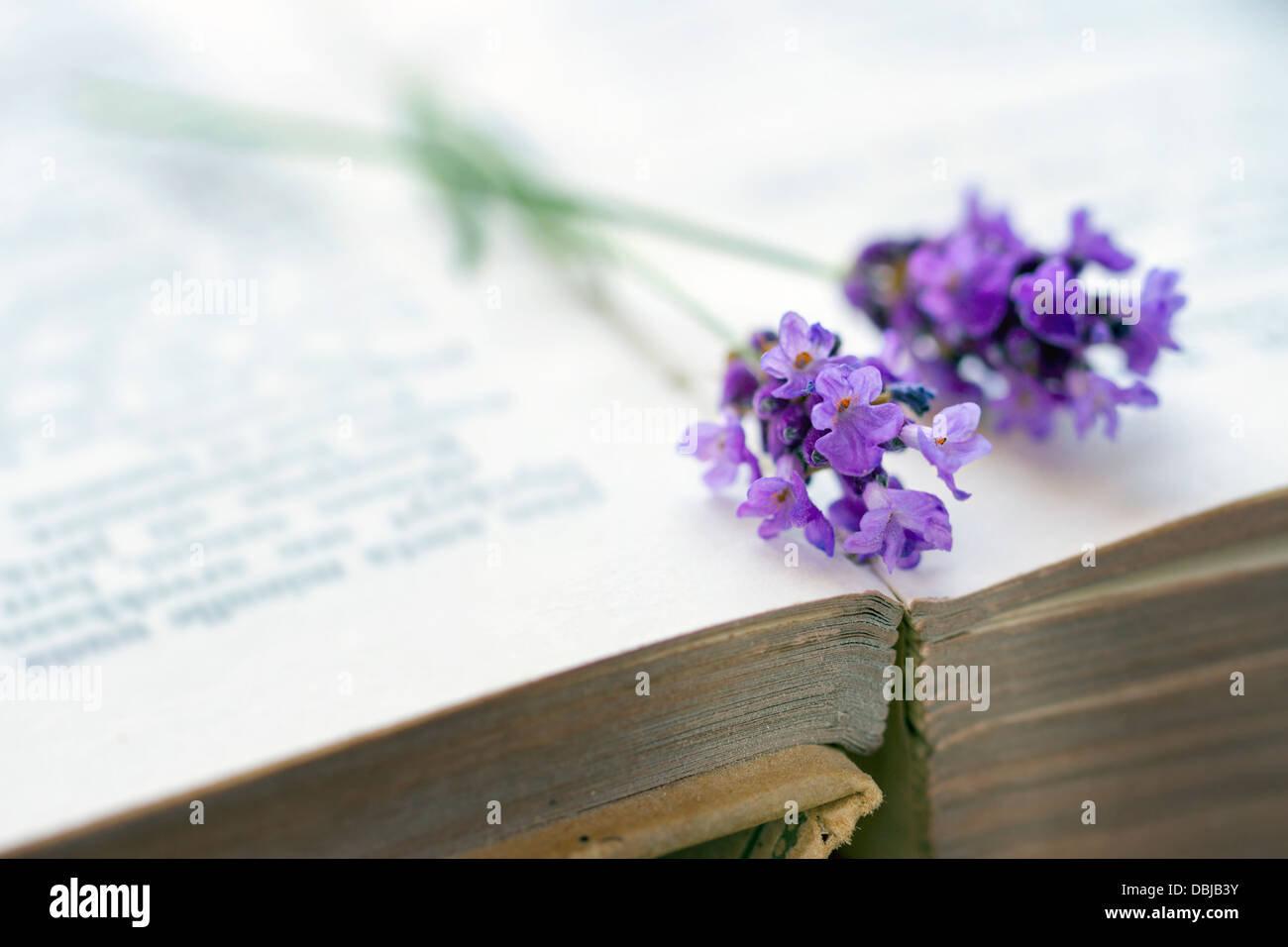 Aprire il vecchio brown coperto prenota con blu di fiori di lavanda sulla parte superiore, il fuoco selettivo Foto Stock