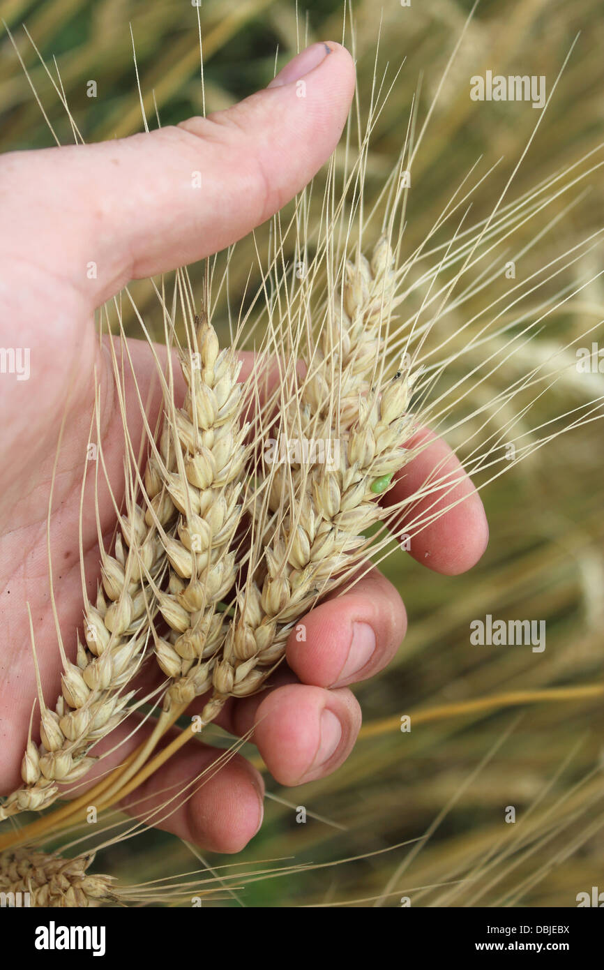 Immagine del spikelets del frumento tenero in mano Foto Stock