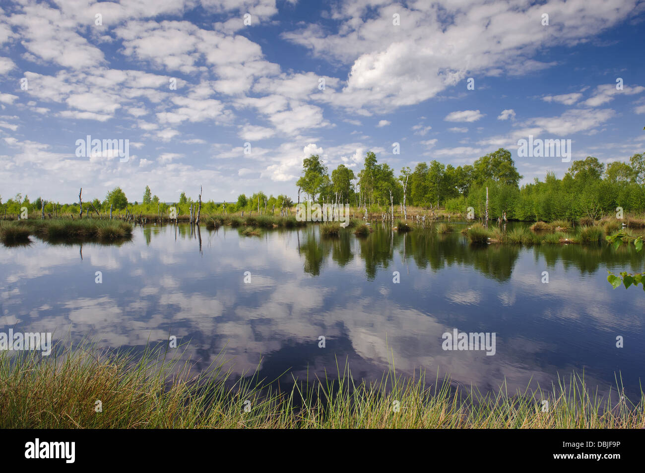 Il Cloud riflesso in un stagno di torbiera, Natura, Bassa Sassonia, Germania, Europa Foto Stock
