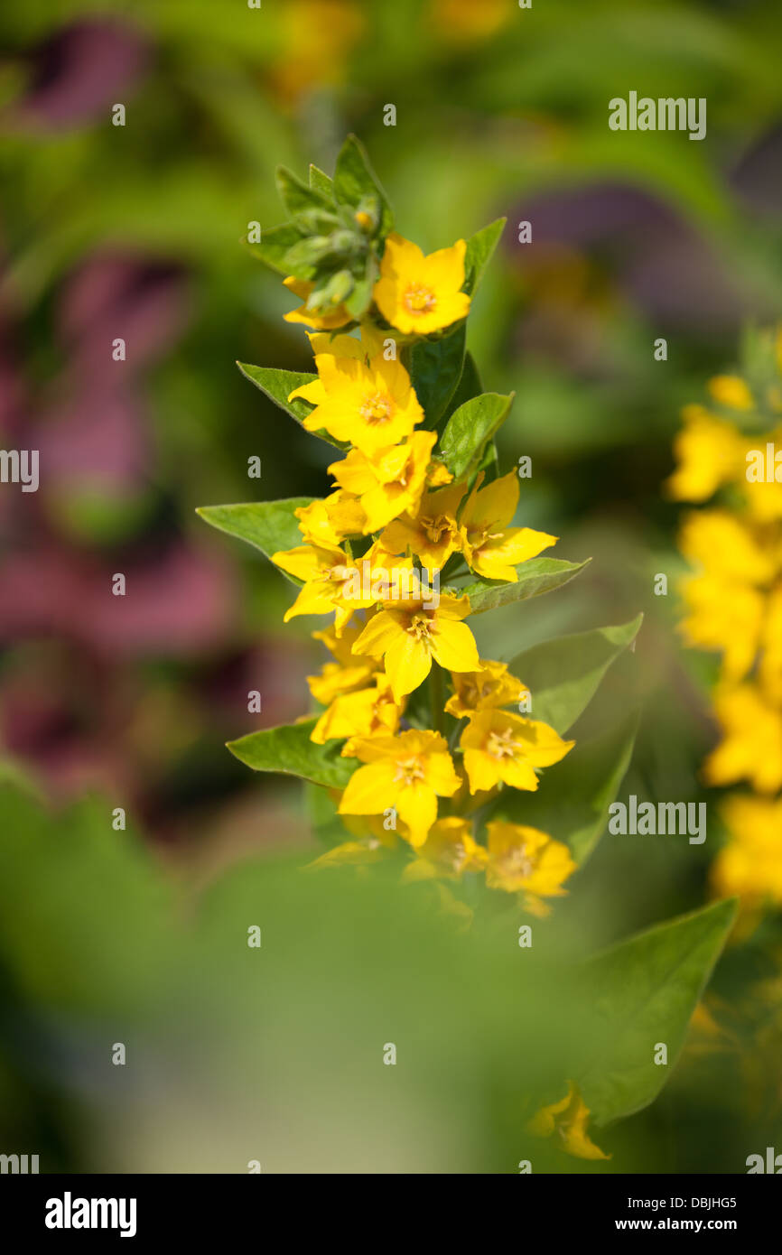 Lysimachia punctata perenne giallo Foto Stock