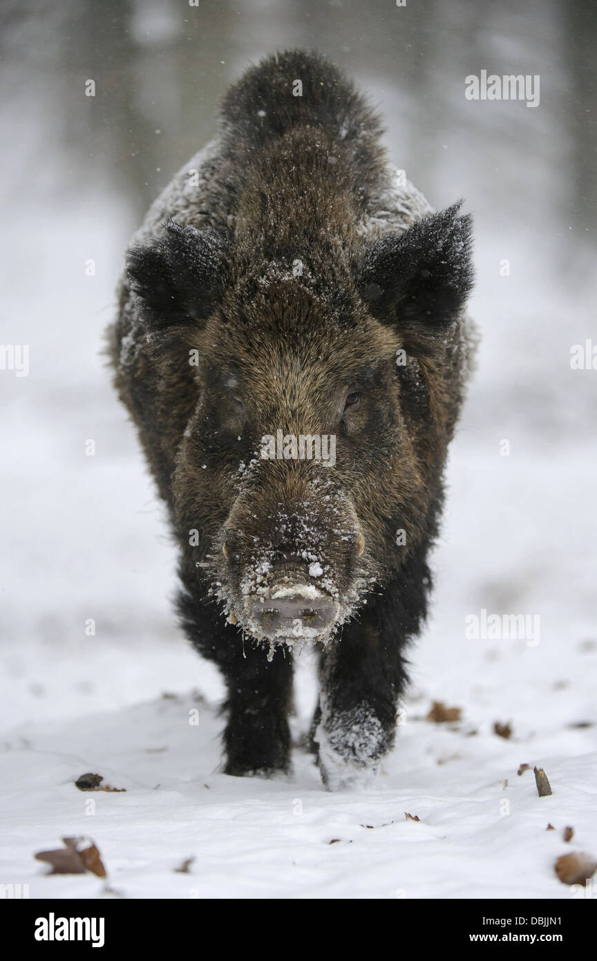 Il cinghiale rovistando cinghiale in inverno, Sus scrofa, Bassa Sassonia, Germania, Europa Foto Stock