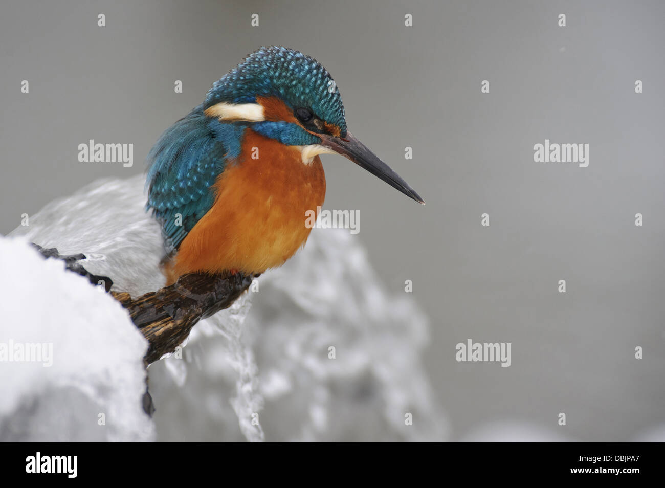 Comune di Kingfisher, Alcedo atthis, Bassa Sassonia, Germania, Europa Foto Stock