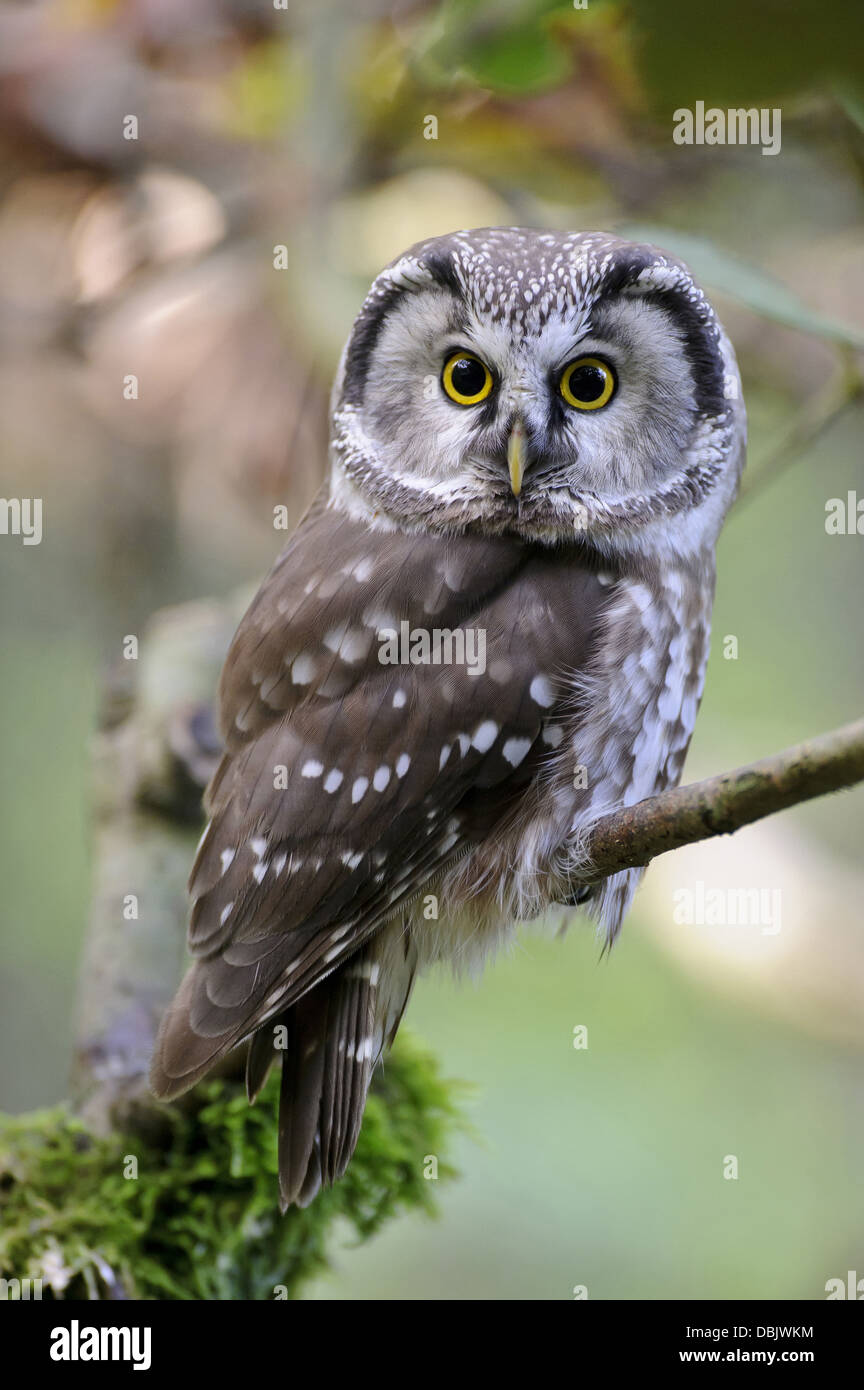 Civetta capogrosso, Aegolius funereus, Foresta Bavarese, in Baviera, Germania, Europa Foto Stock