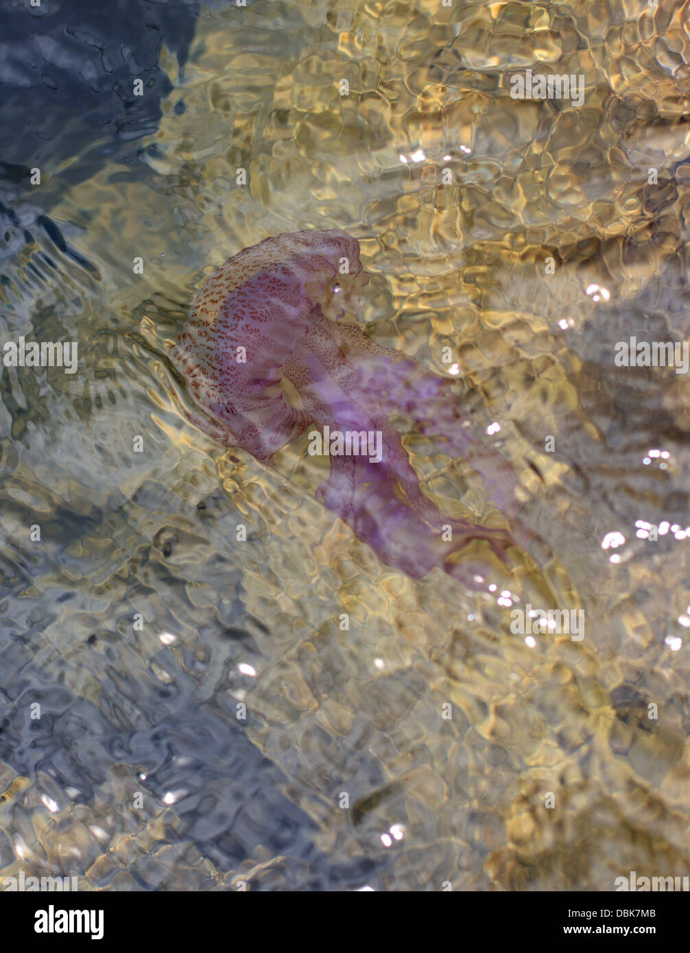 Meduse in acqua di mare Foto Stock
