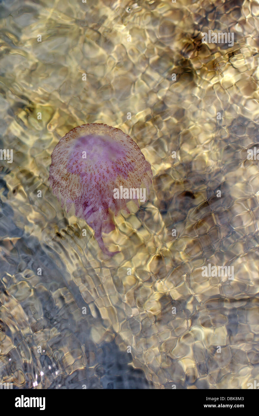 Meduse in acqua di mare Foto Stock