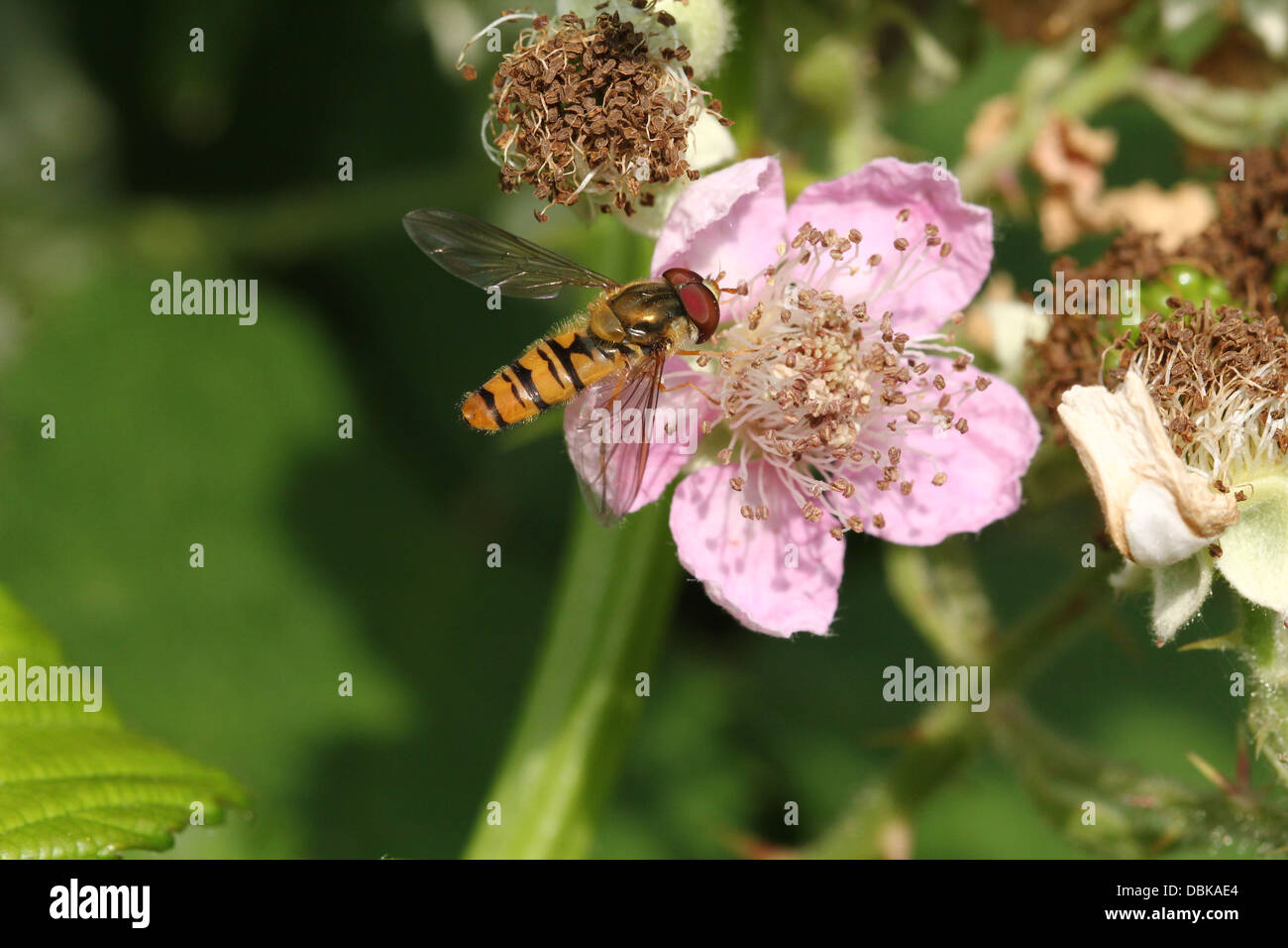 La marmellata di arance hoverfly (Episyrphus balteatus) foraggio su un fiore Foto Stock