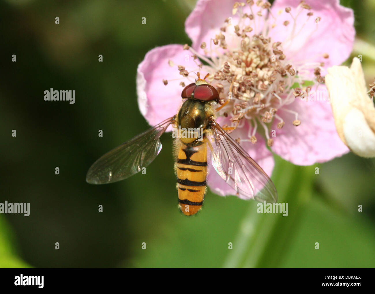 La marmellata di arance hoverfly (Episyrphus balteatus) foraggio su un fiore Foto Stock