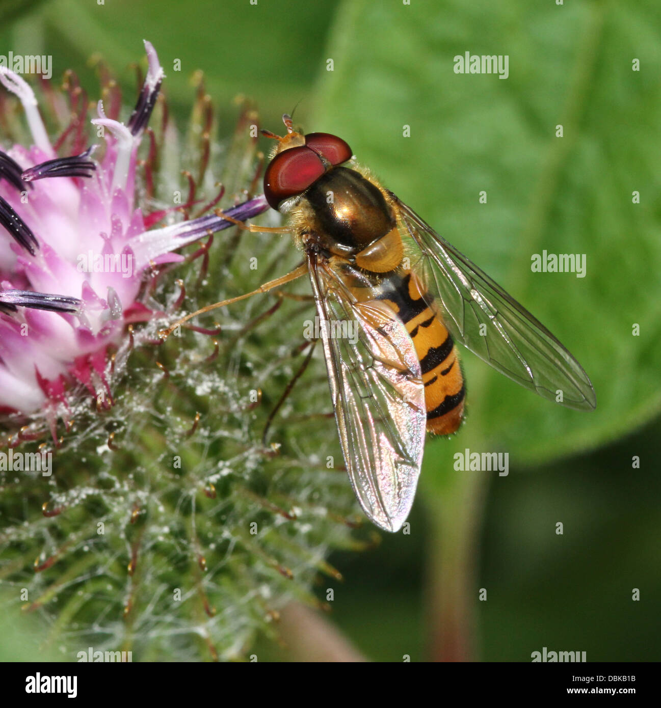 La marmellata di arance hoverfly (Episyrphus balteatus) foraggio su un fiore Foto Stock