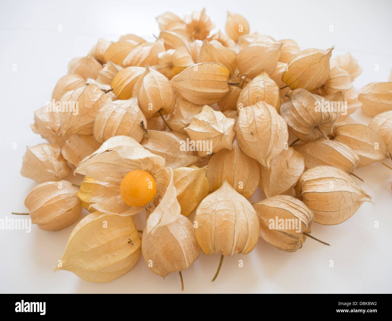Cape Uva spina / Physalis peruviana Foto Stock