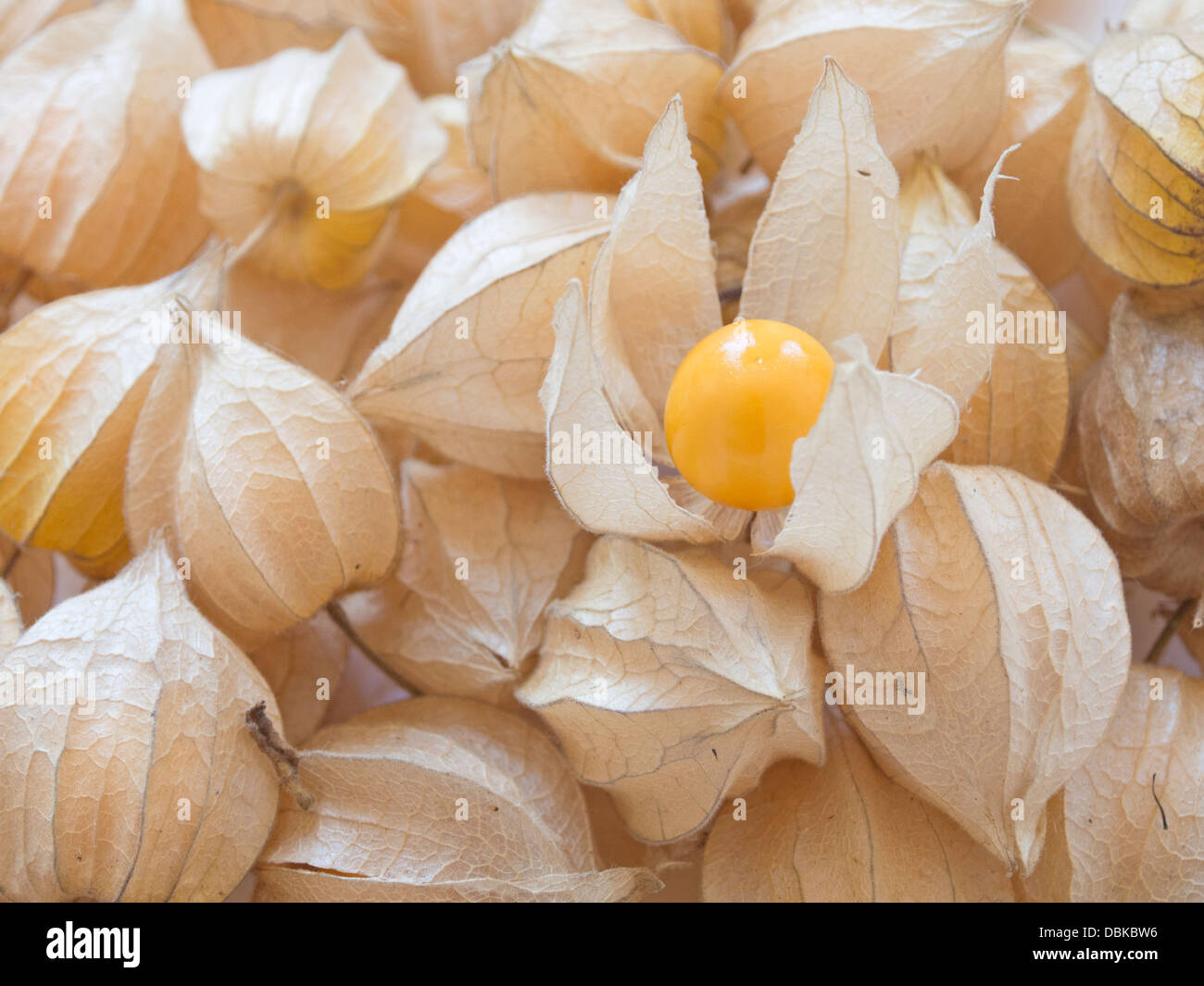 Cape Uva spina / Physalis peruviana Foto Stock