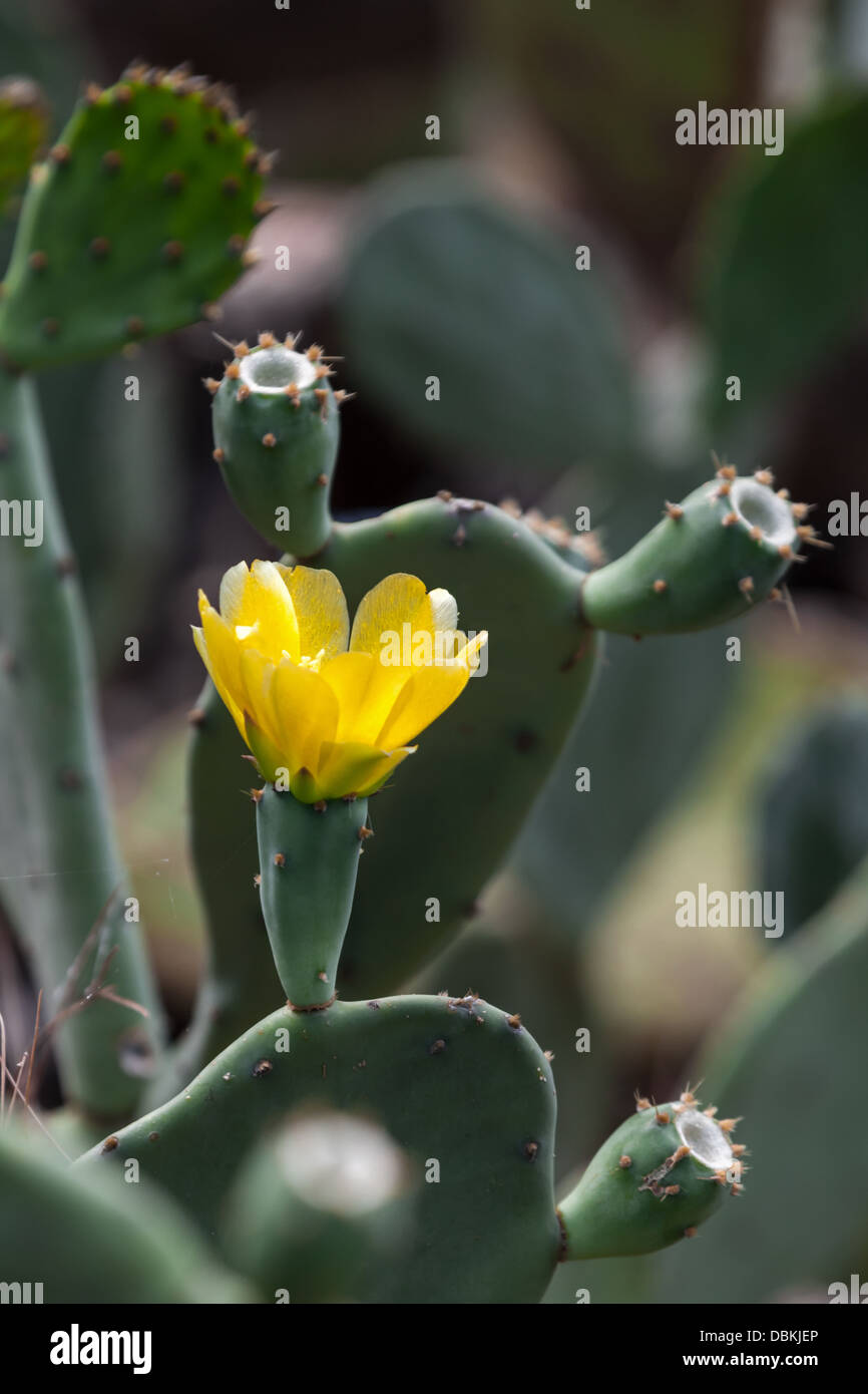 Giallo fiore di cactus. Messa a fuoco selettiva Foto Stock