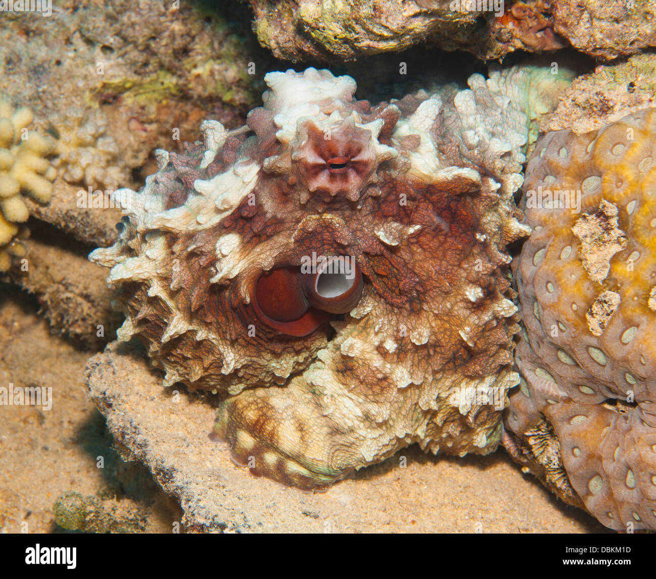Common reef octopus underwater mimetizzata su coralli tropicali Foto Stock