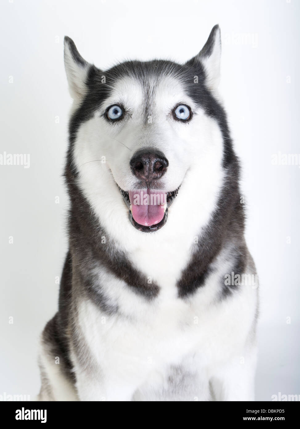 Siberian Husky con gli occhi blu su bianco / neve sullo sfondo Foto Stock