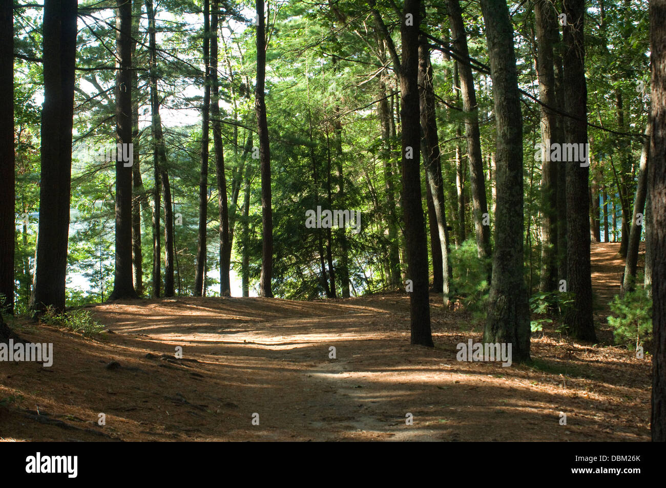 Percorso di Walden Pond da Thoreau's house site, concordia, MA. Fotografia digitale Foto Stock