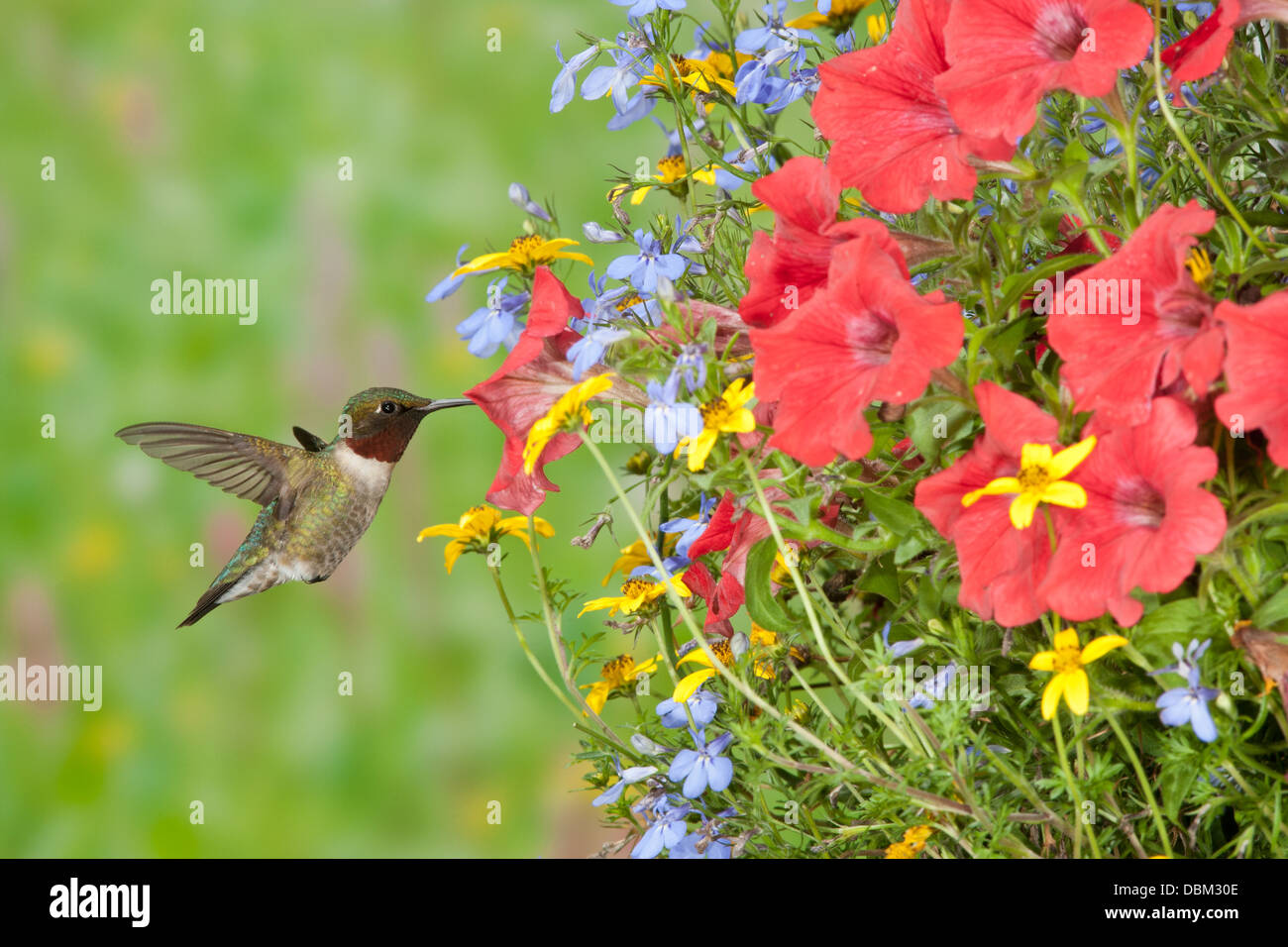 Maschio Hummingbird Ruby-Throated in cerca di nettare da Hanging cesto di fiori Petunias uccello songbird Ornitologia Scienza natura Wildlife ambiente Foto Stock