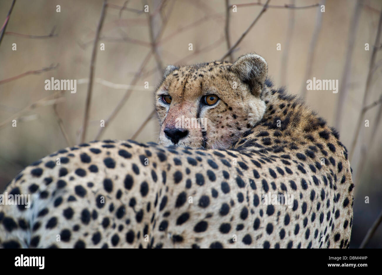Cheetah maschio cercando di retro, ritratto Foto Stock
