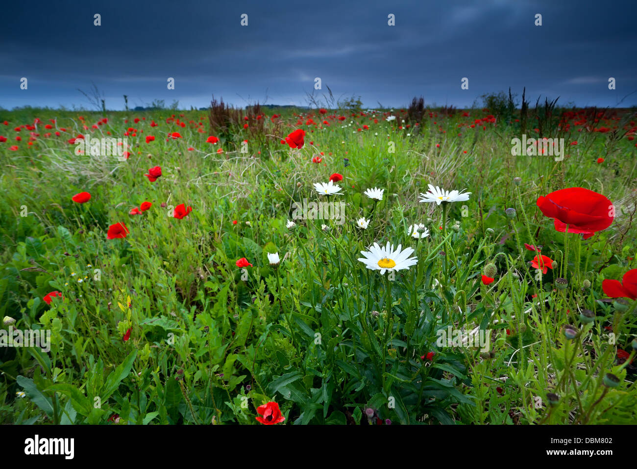 Il papavero e daisy fiori e cielo velato in estate Foto Stock