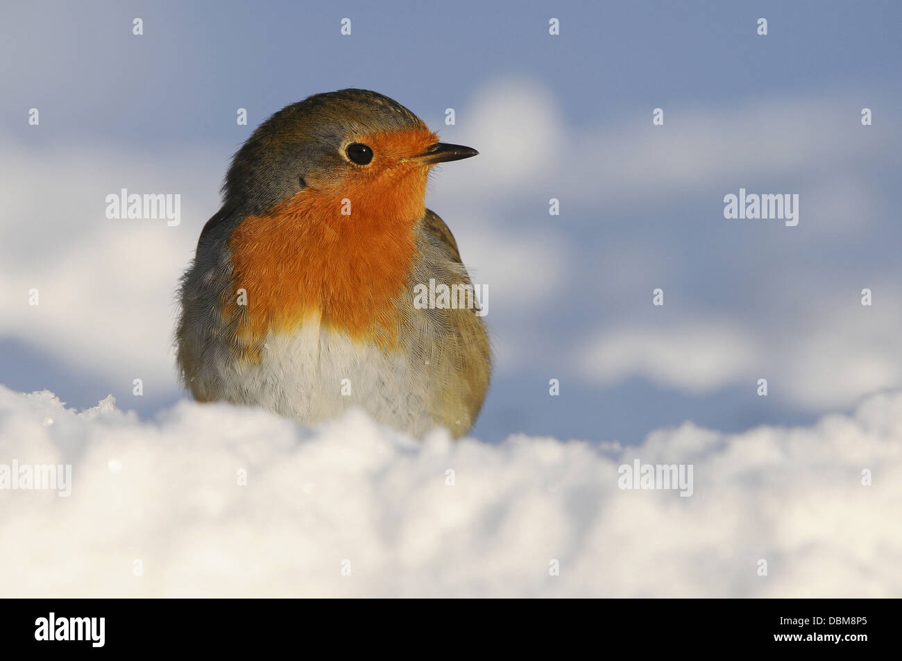 Robin europea nella neve, Erithacus rubecula, Bassa Sassonia, Germania, Europa Foto Stock