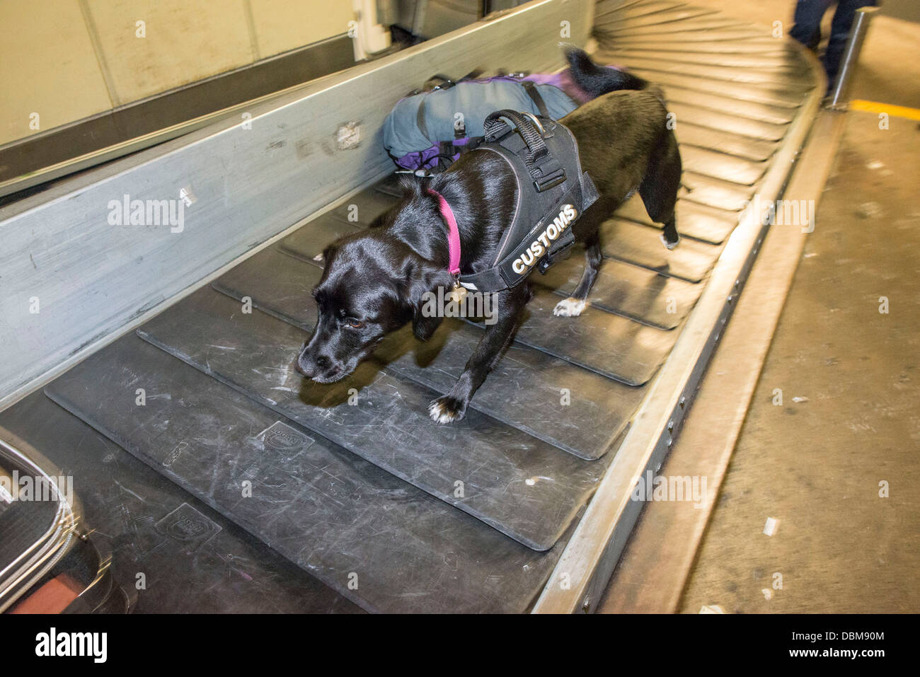I funzionari della dogana a lavorare in aeroporto di Dublino. Lottie sniffer cane al lavoro. Foto Stock