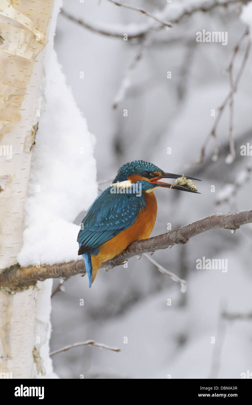 Comune di Kingfisher, Alcedo atthis, Bassa Sassonia, Germania, Europa Foto Stock