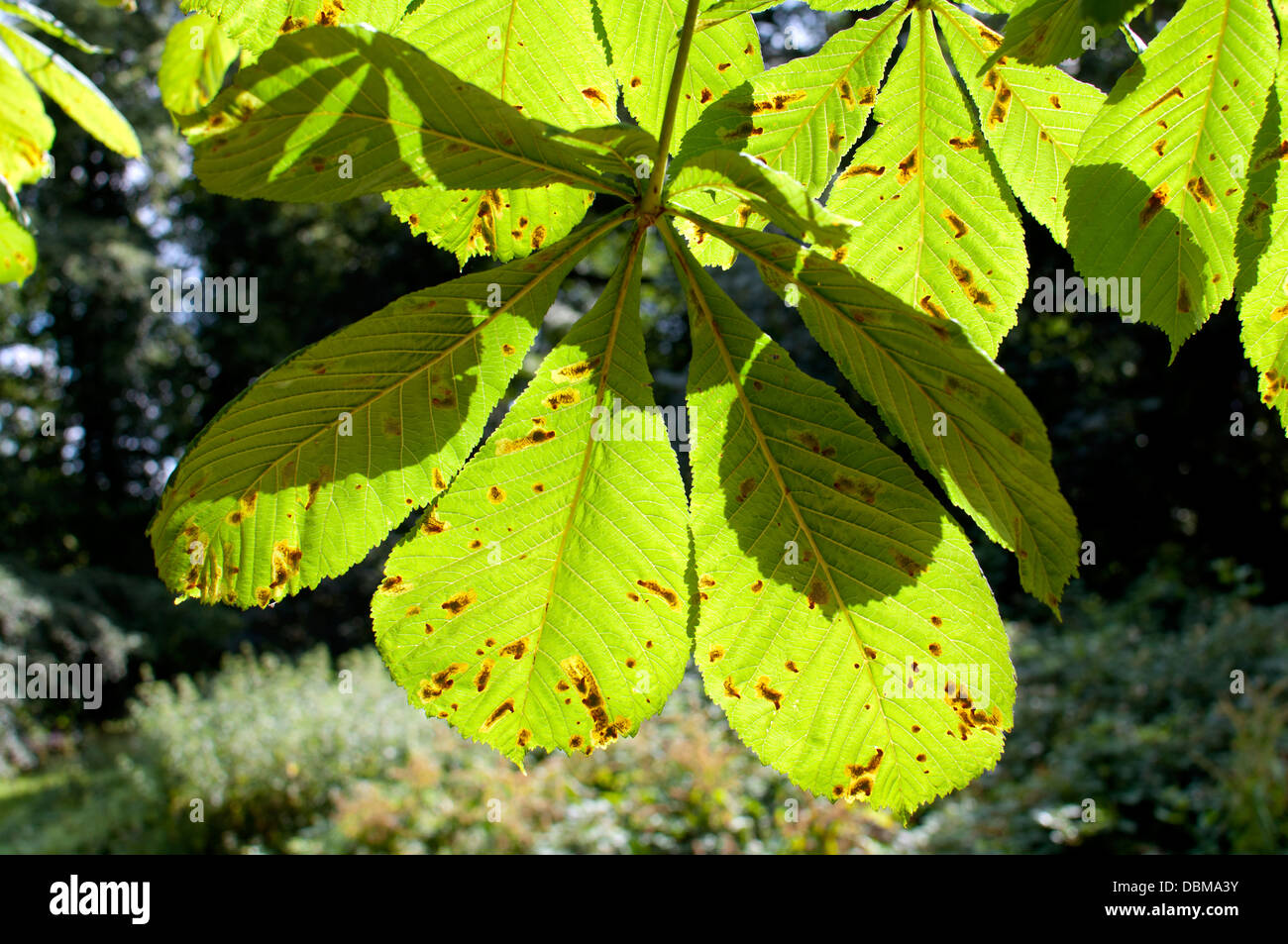 Ippocastano foglie con foglie Miner Tarma (Cameraria ohridella) infezione Foto Stock