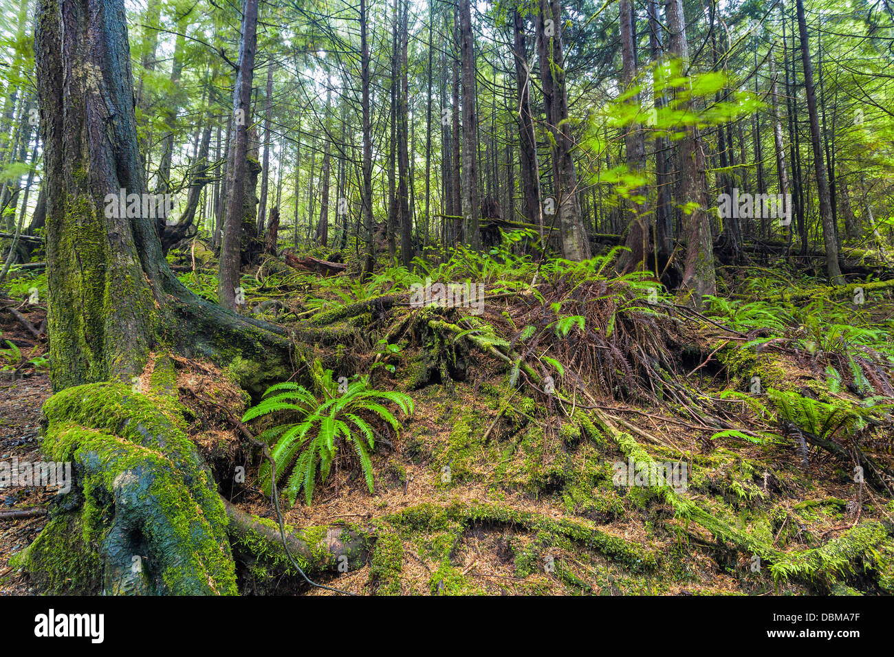 La foresta pluviale, Pacific Rim National Park, vicino Ucluelet, Isola di Vancouver, British Columbia, Canada Foto Stock