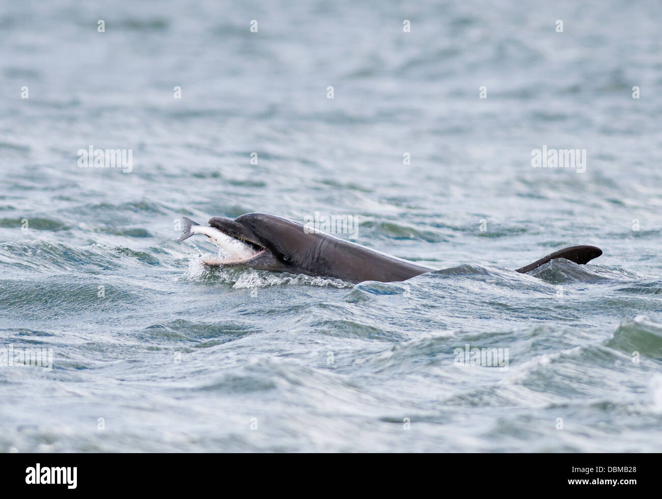 Il tursiope o delfino maggiore con Salmone al punto Chanonry, Scozia Foto Stock