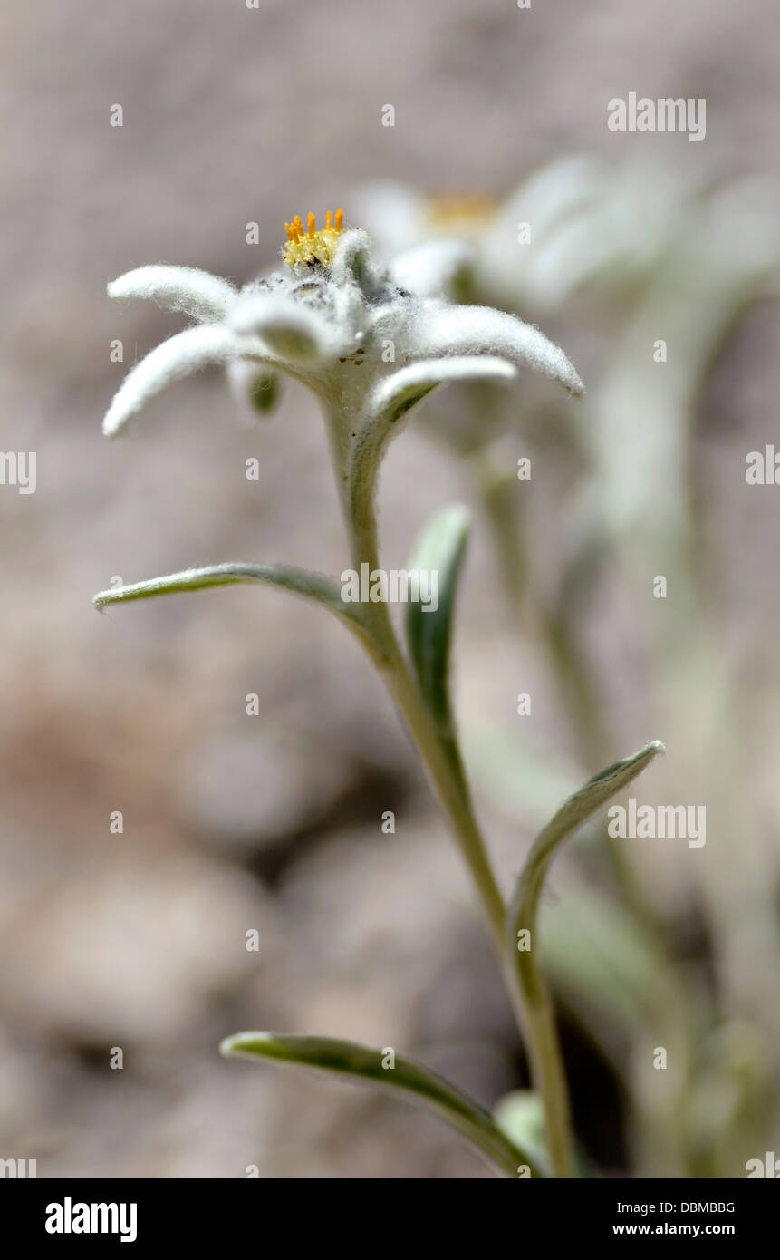 Edelweiss flower (Leontopodium alpinum) nelle Alpi francesi a La Plagne, dipartimento della Savoia. Foto Stock