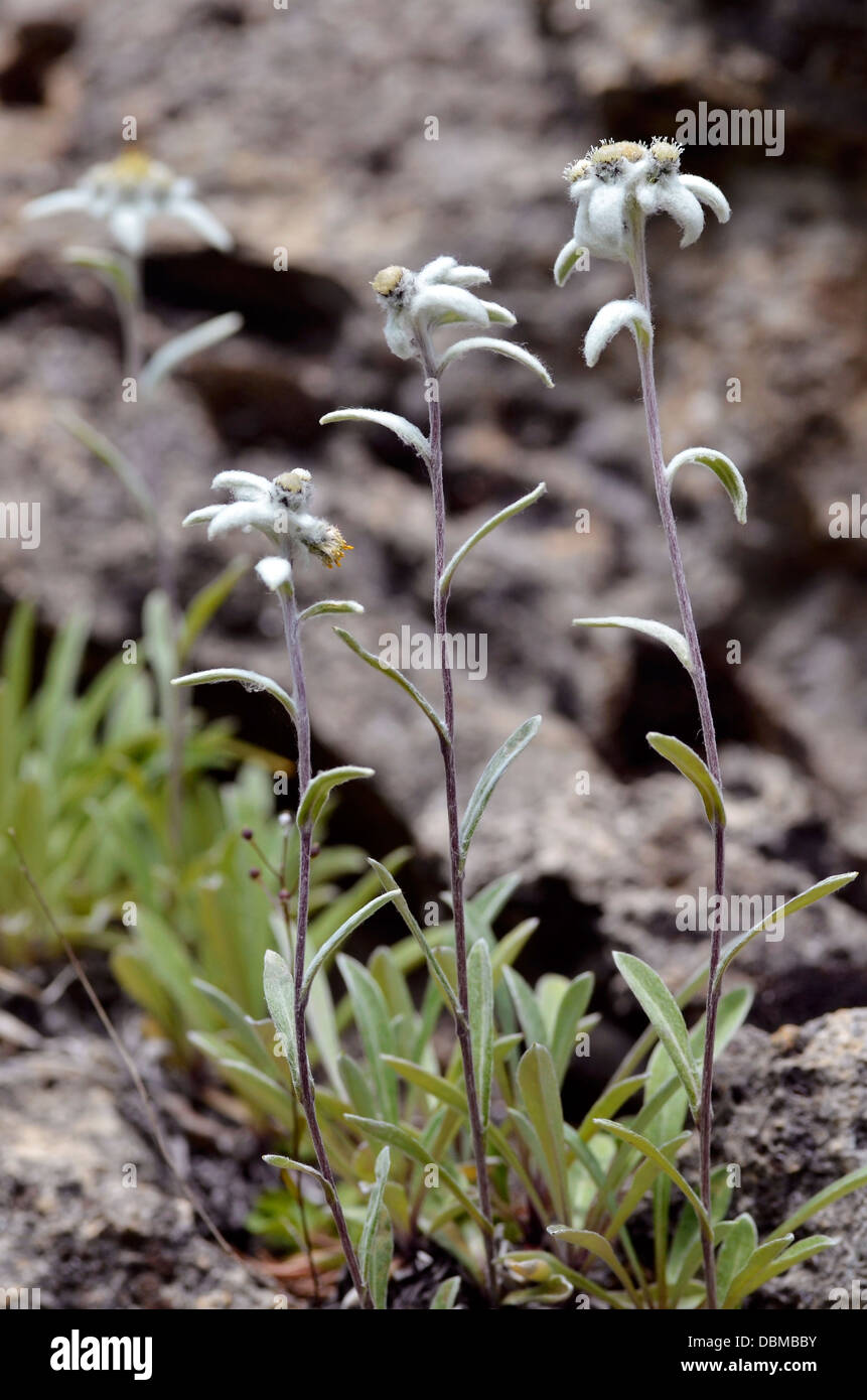 Edelweiss fiori (Leontopodium alpinum) nelle Alpi francesi a La Plagne, dipartimento della Savoia. Foto Stock