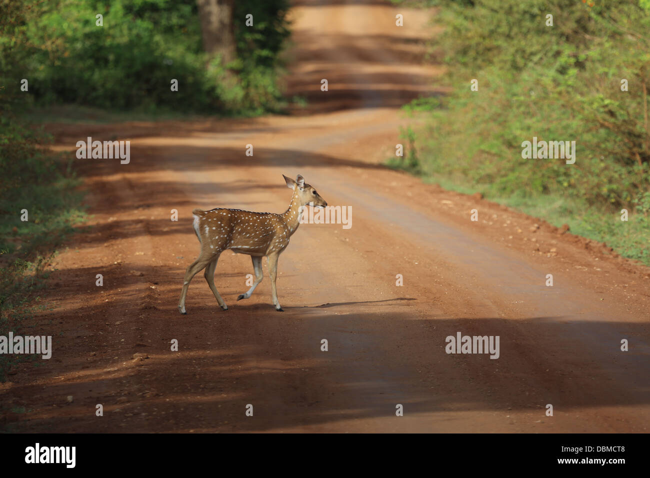Perso il bambino solo cervo attraversando un isolato dirt-track in Yala National Park, Sri Lanka, cercando il resto della mandria Foto Stock