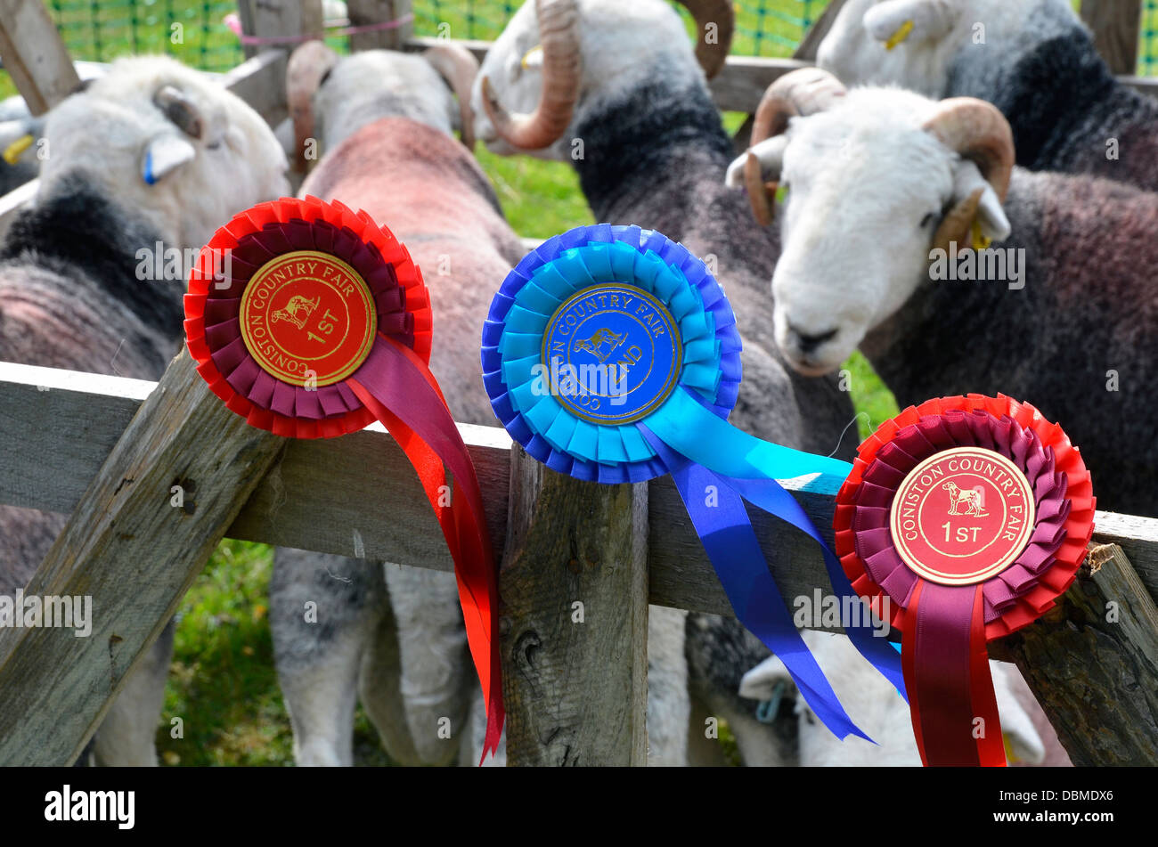 In rosette su ovini penne a Coniston Country Fair 2013. Foto Stock