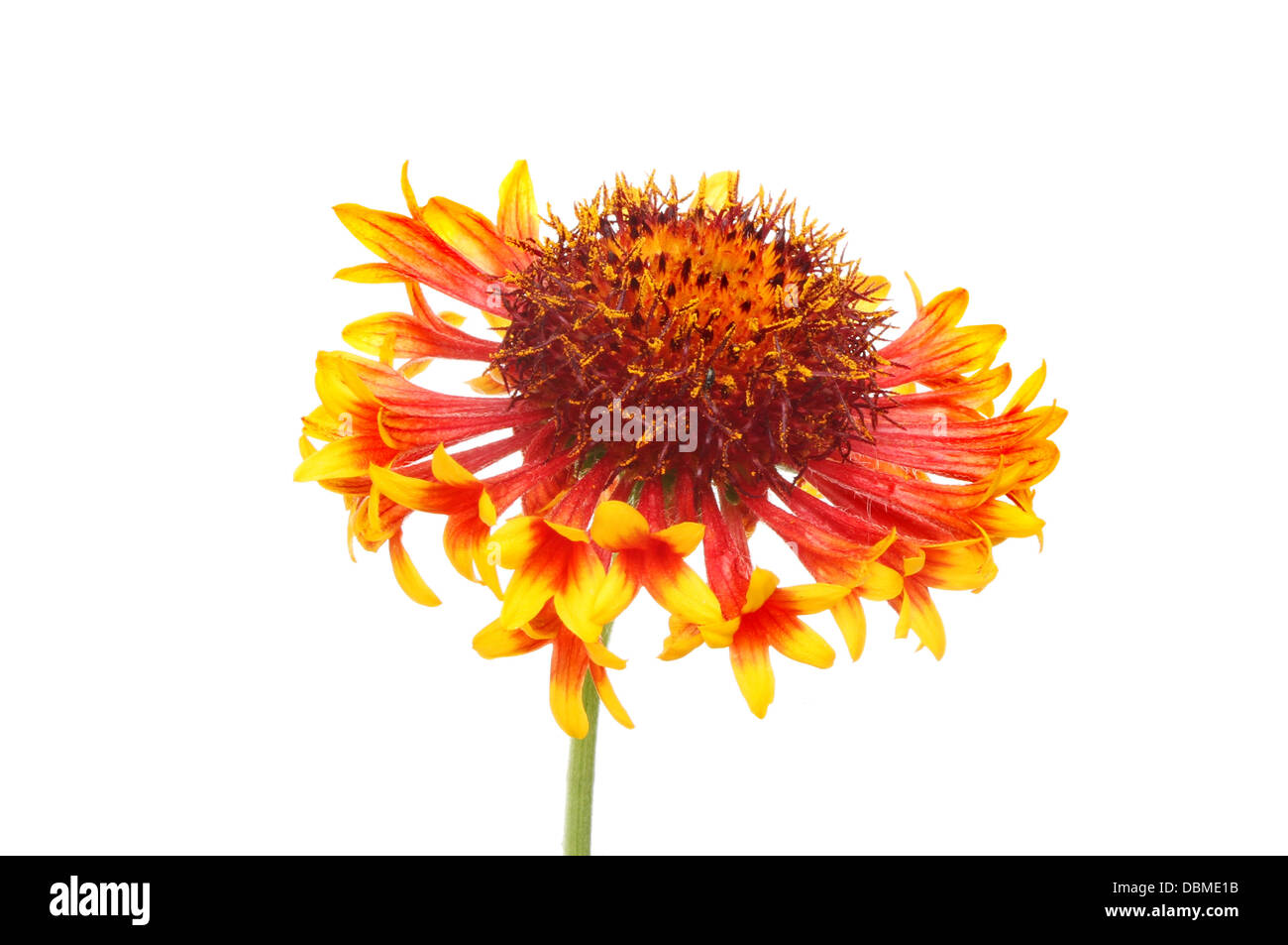 Rosso e giallo fiore Gaillardia, Arizona Sun, isolata contro bianco Foto Stock