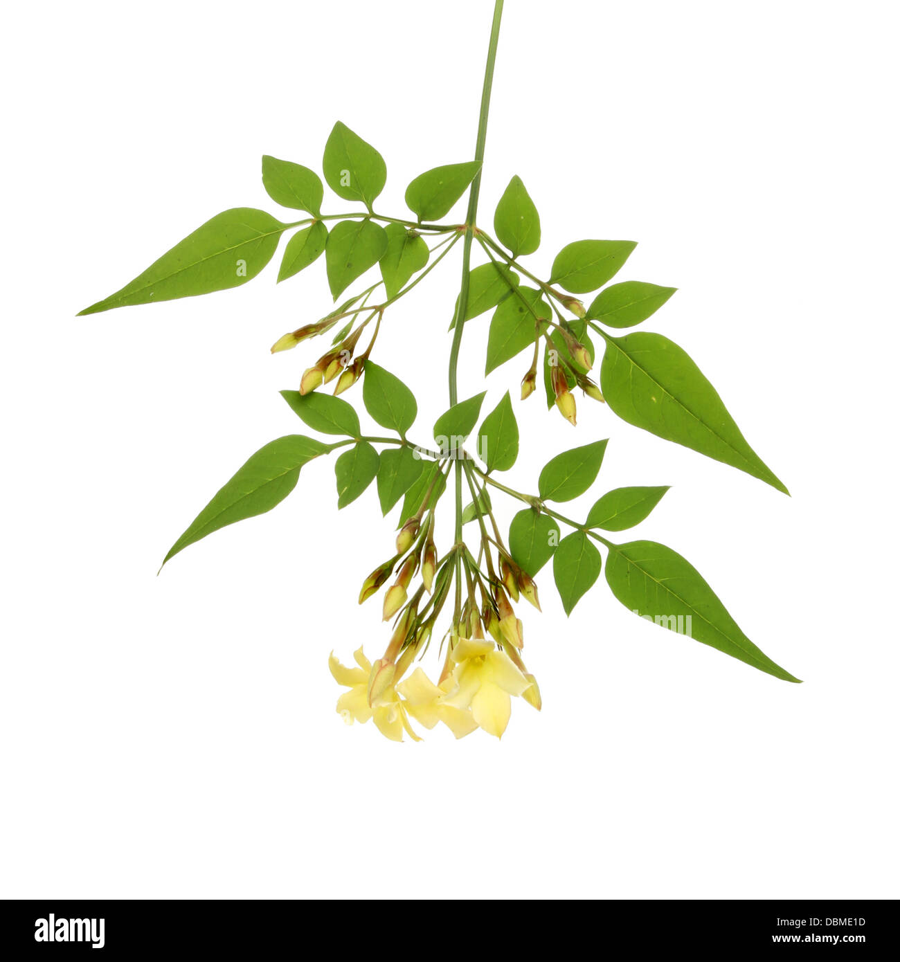 Gelsomino boccioli di fiori e foglie isolata contro bianco Foto Stock