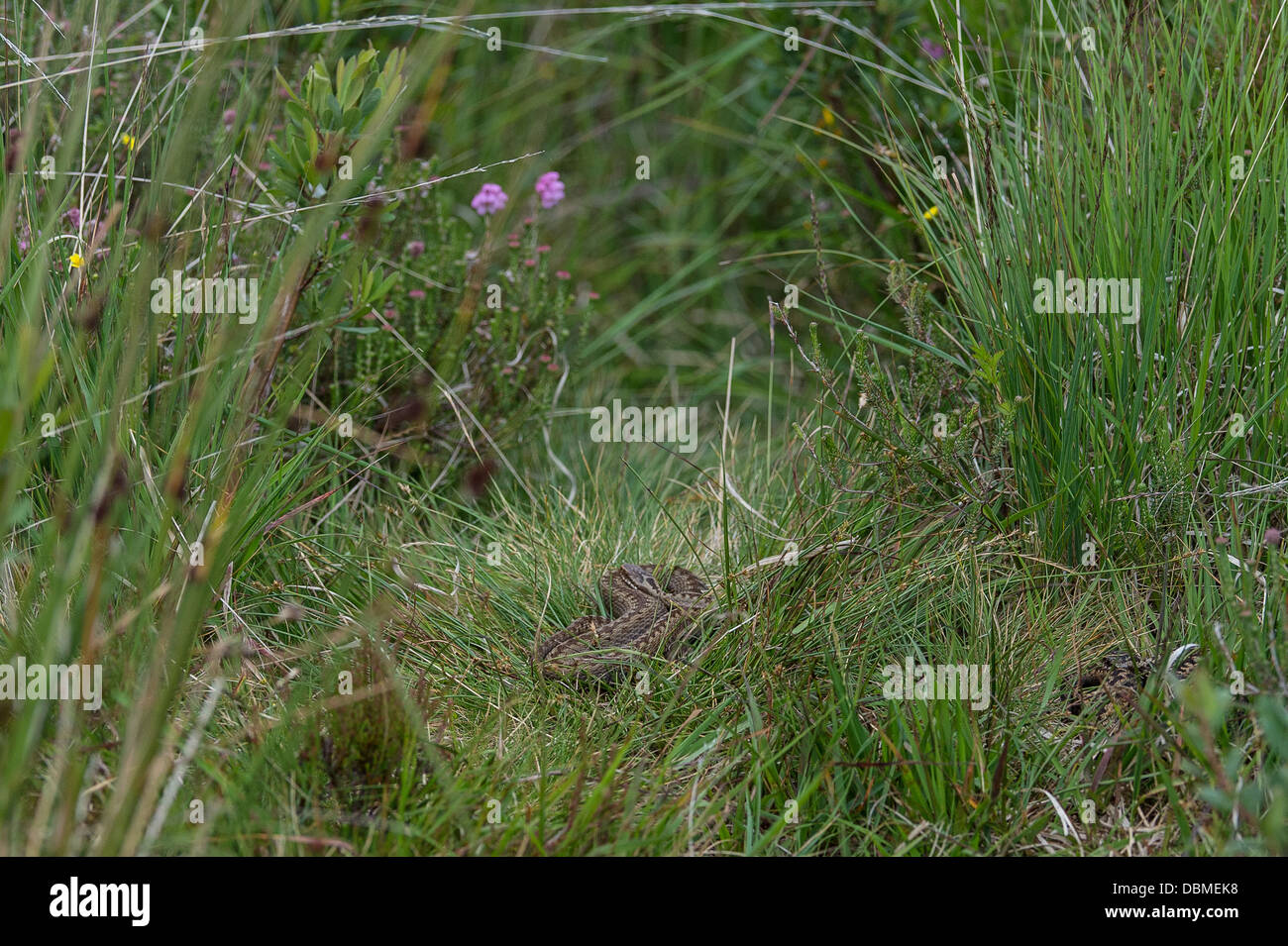 Vipera in erba Foto Stock