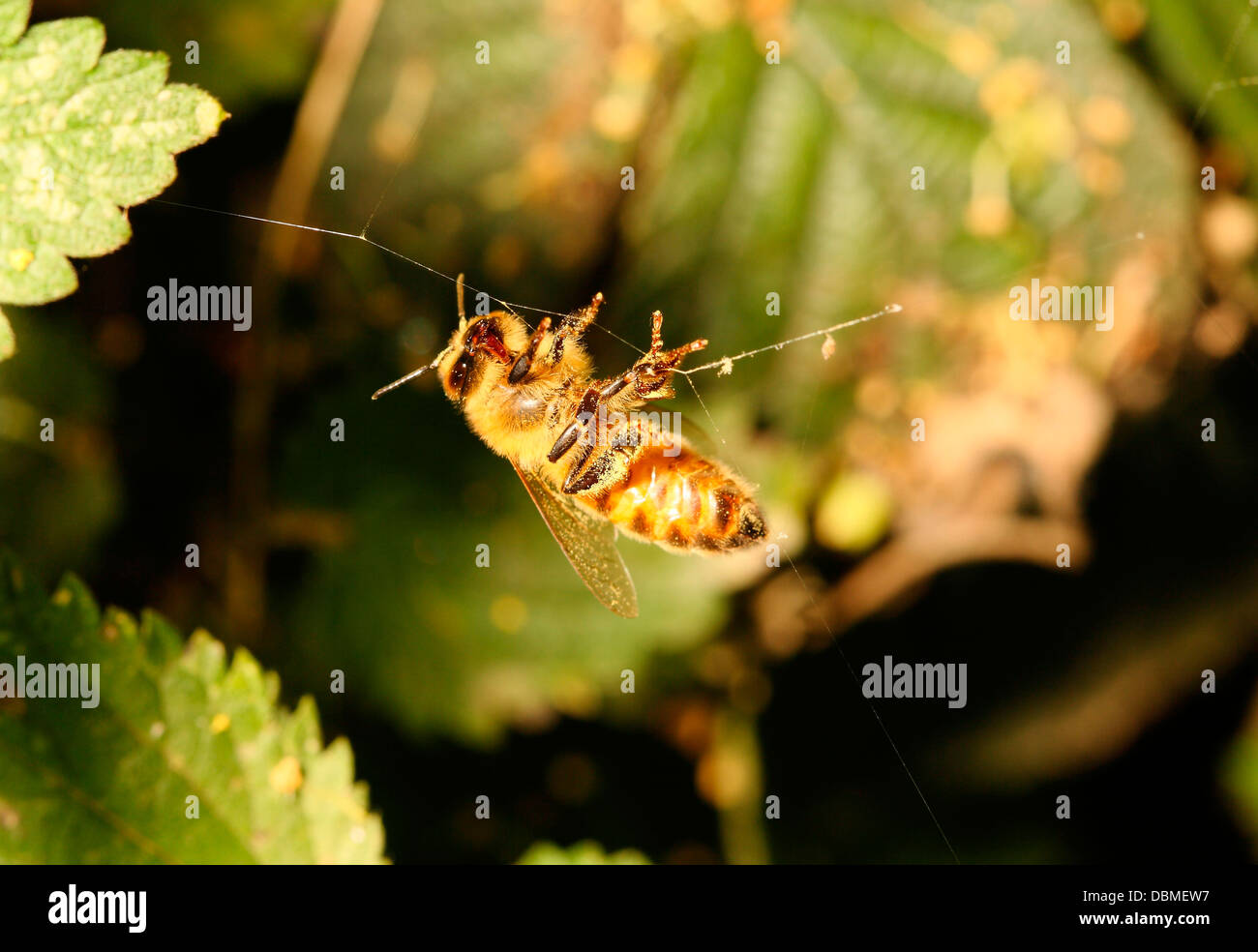 Il miele delle api catturati in un filamento di ragni web Foto Stock