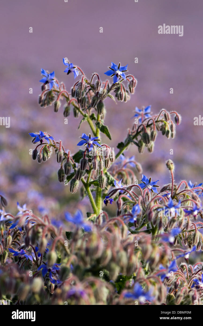 Campo di borragine borragine officinalis noto anche come starflower Foto Stock