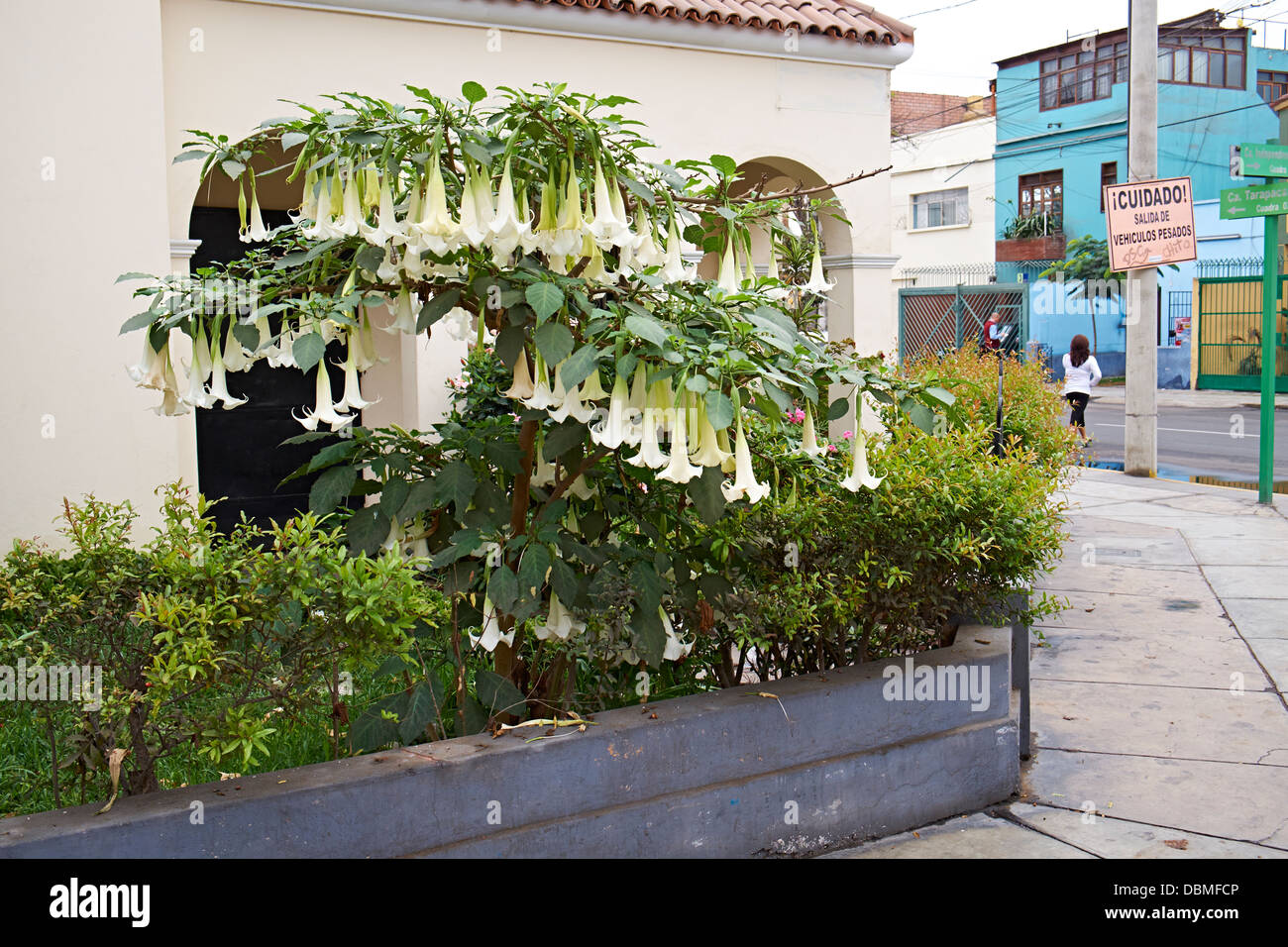 A forma di campana fiori su un albero nel quartiere di Miraflores a Lima in Perù. Foto Stock
