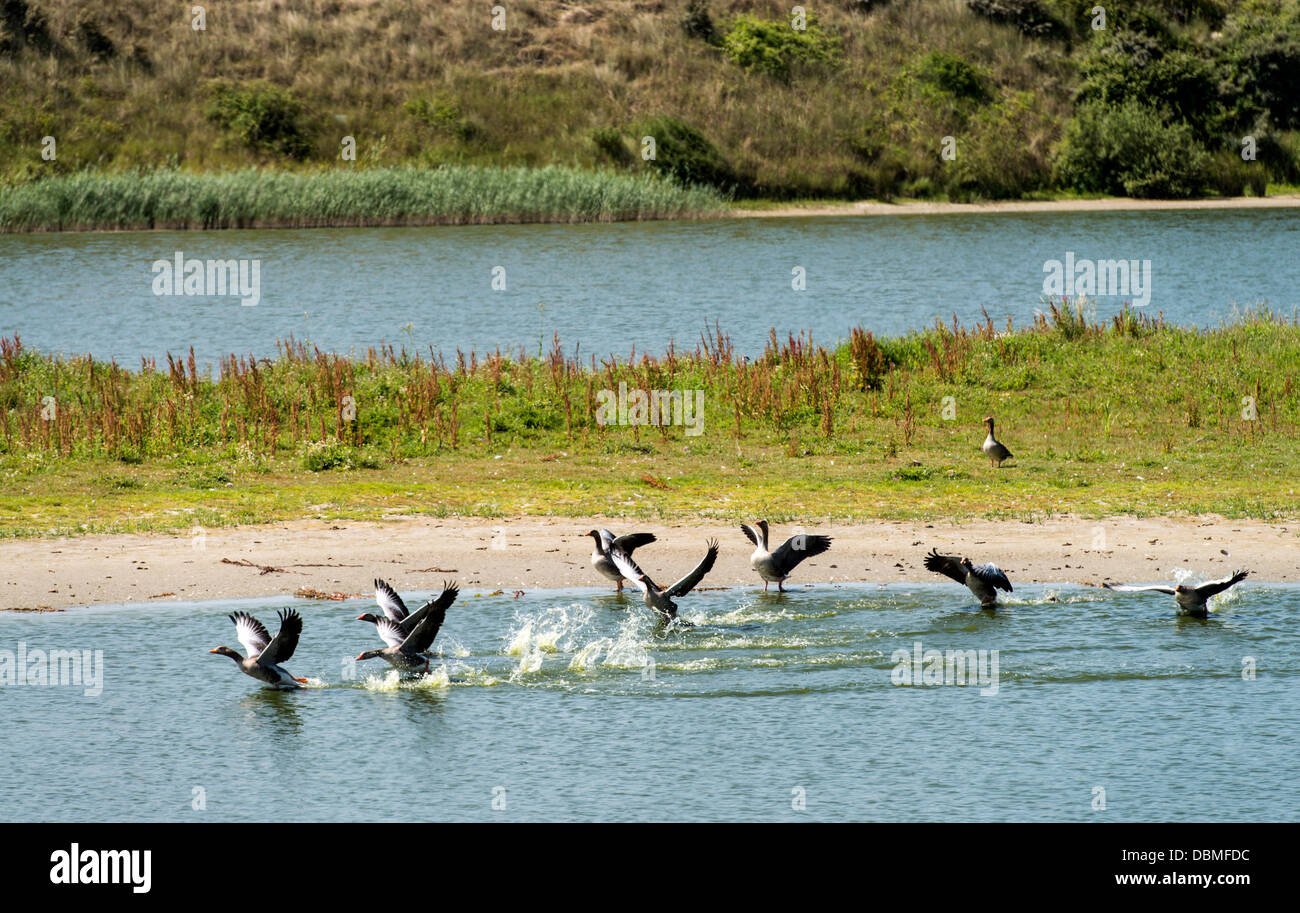 Ornitologico Marquenterre parco riserva naturale della baia della Somme Picardia Francia Foto Stock